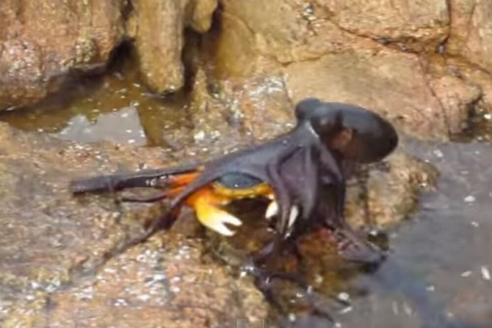 oktopod, kraba, Foto: Screenshot (YouTube)