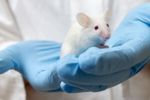 Kraj ere testiranja na životinjama?