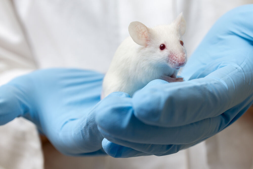 testiranje na životinjama, Foto: Shutterstock