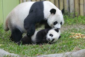 Kina: Porasla populacija džinovske pande