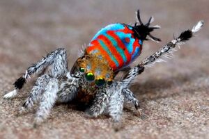 Otkrivene dvije nove vrste pauka: Spektakularni paunovi