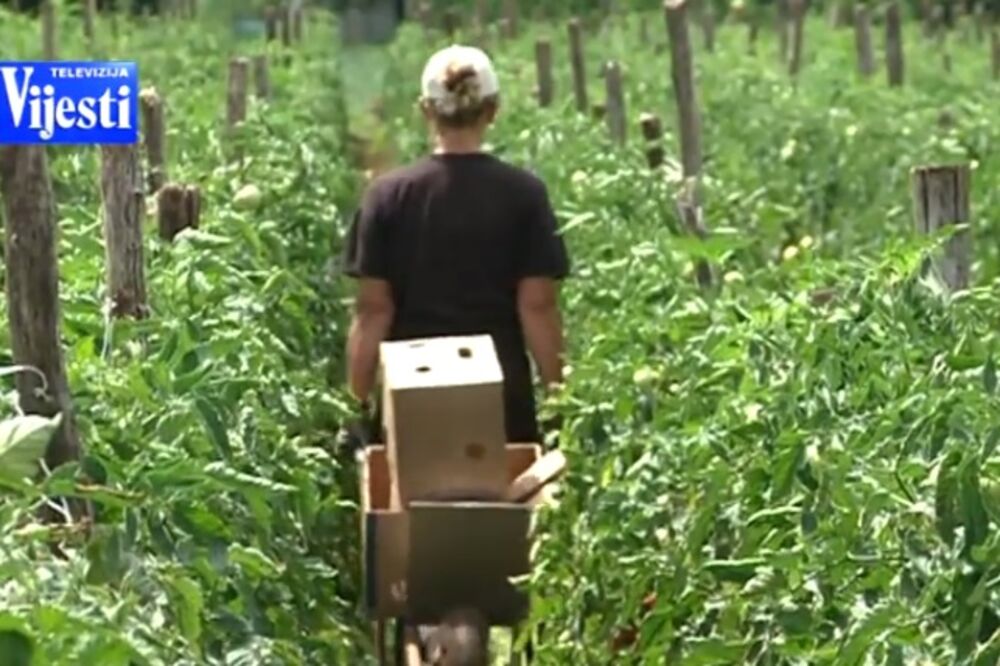 poljoprivrednici, Foto: Screenshot (YouTube)