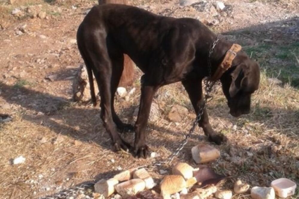 mučenje životinja, psi u Vranićima, Foto: Arka Montenegro