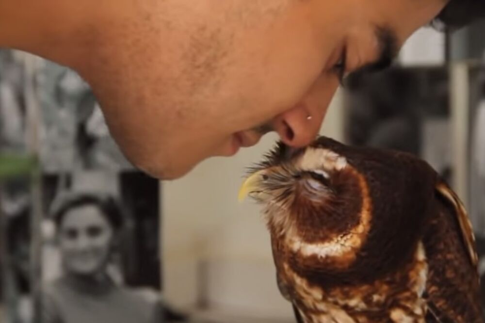 sova, Foto: Screenshot (YouTube)