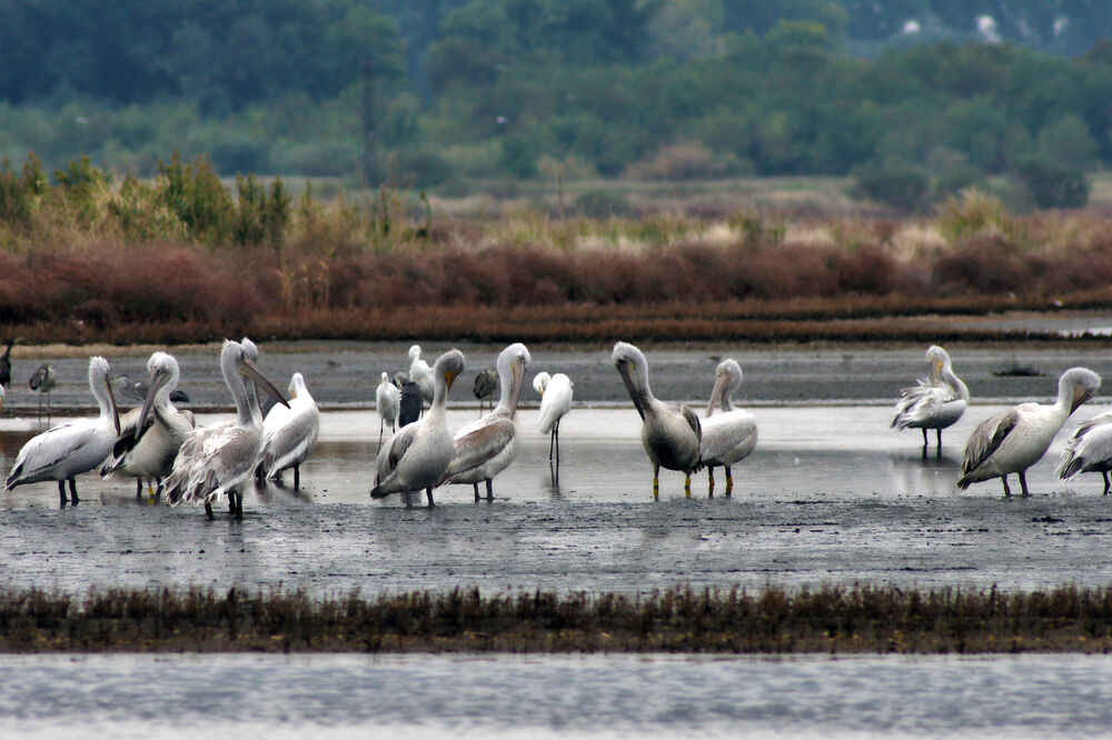 Solana ptice, Foto: Czip.me