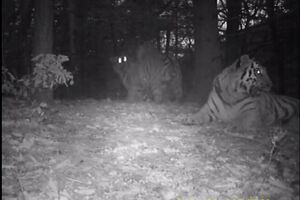 Vrlo rijedak snimak: Igra sibirskih tigrova u Kini