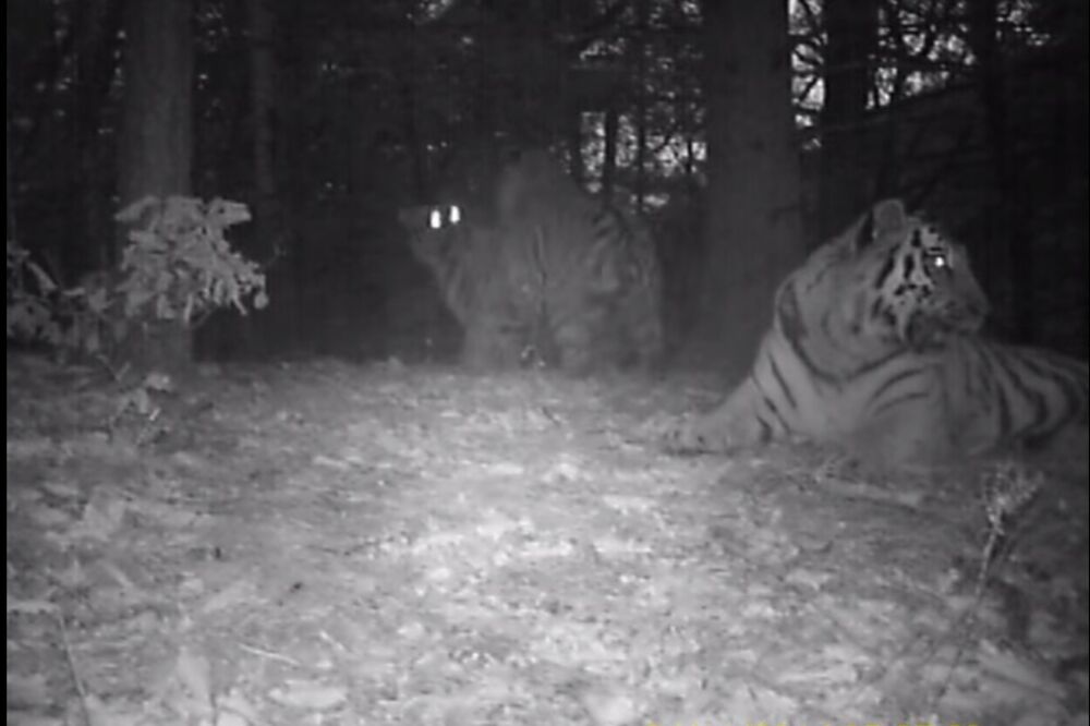 Sibirski tigrovi, Foto: Screenshot (YouTube)