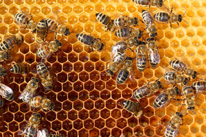 Pčelarstvo ima budućnost u Crnoj Gori