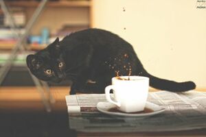 Jedna crna mačka kroz 13 fotografija razbija svakodnevna sujevjerja