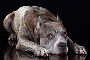 Ovaj mladić je našao način kako da ljudi zavole pitove