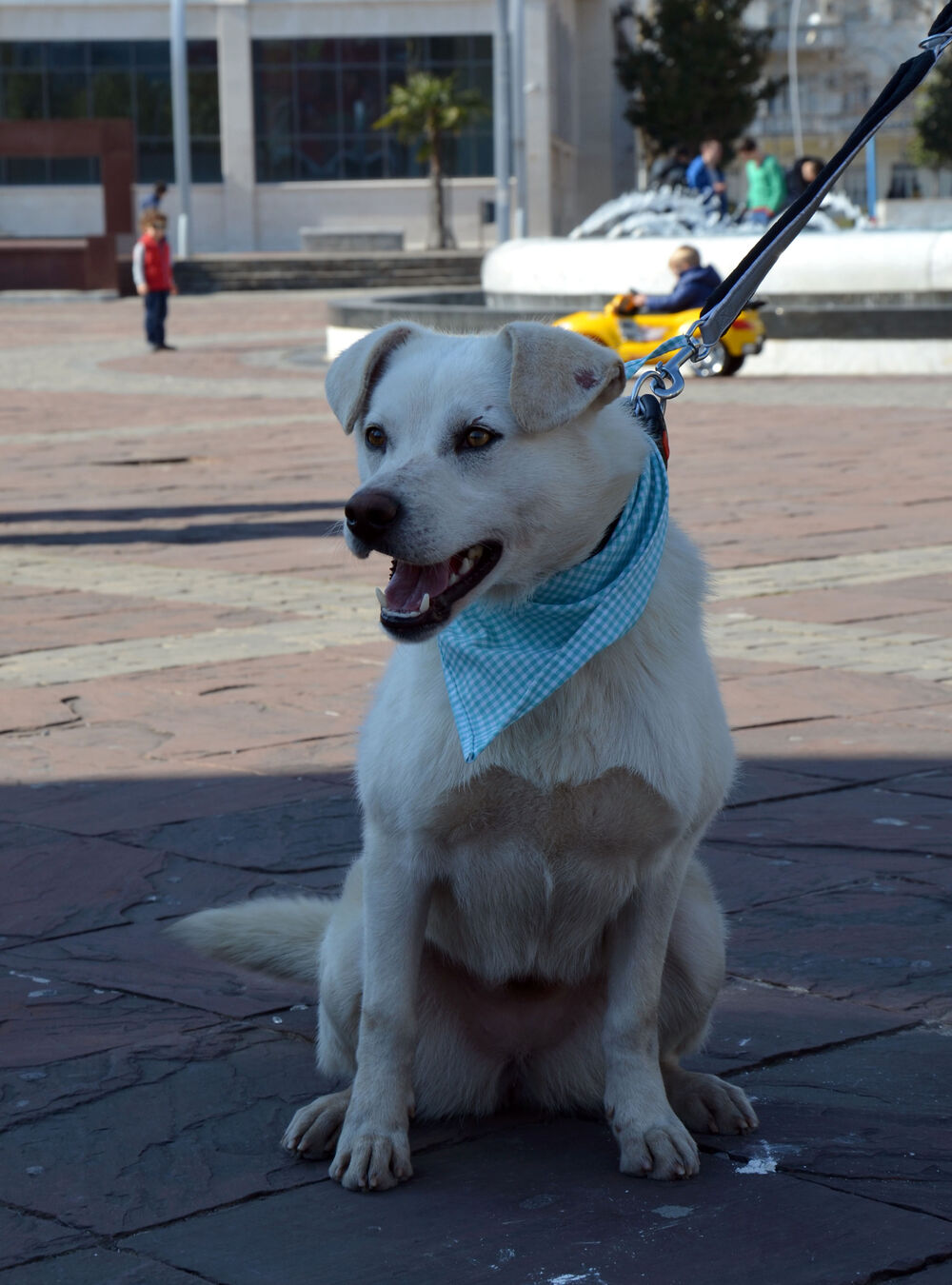 Akcija javnog udomljavanja