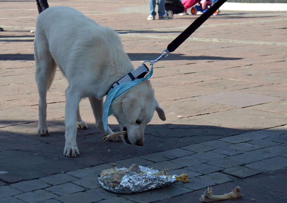 Akcija javnog udomljavanja