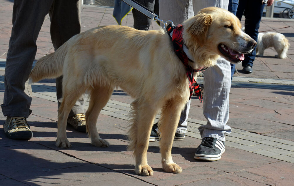Akcija javnog udomljavanja