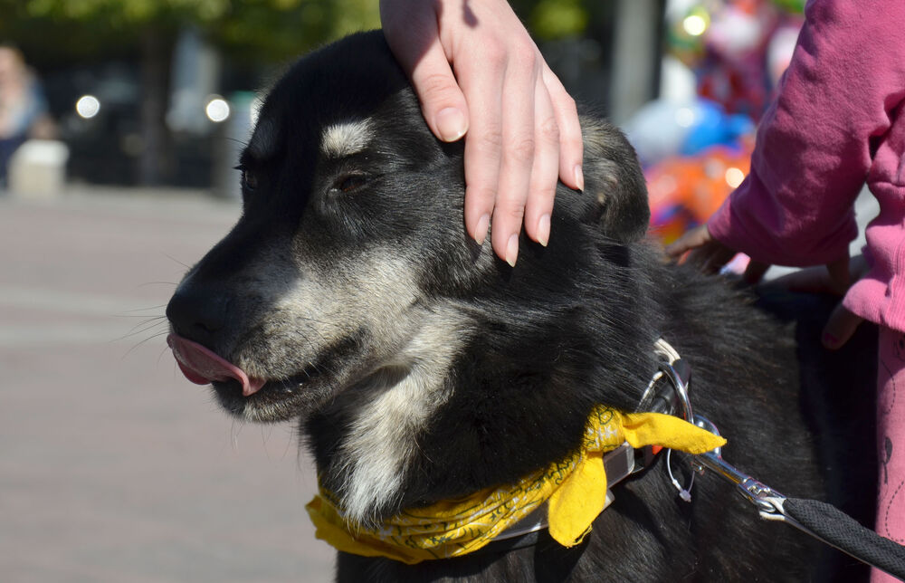 Akcija javnog udomljavanja