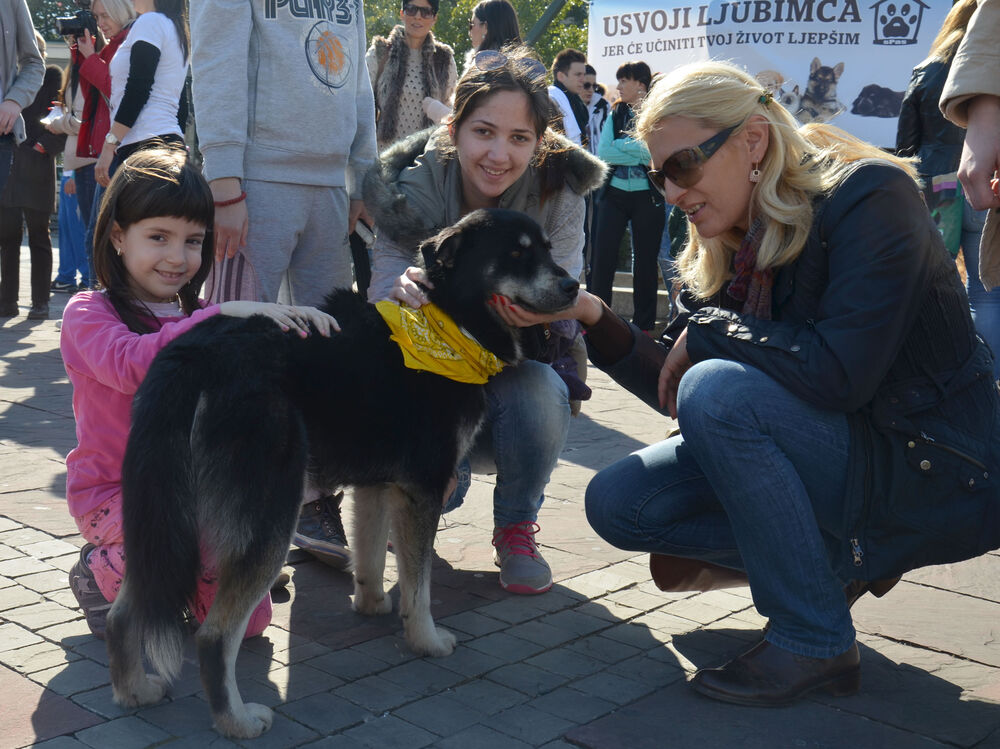 Akcija javnog udomljavanja