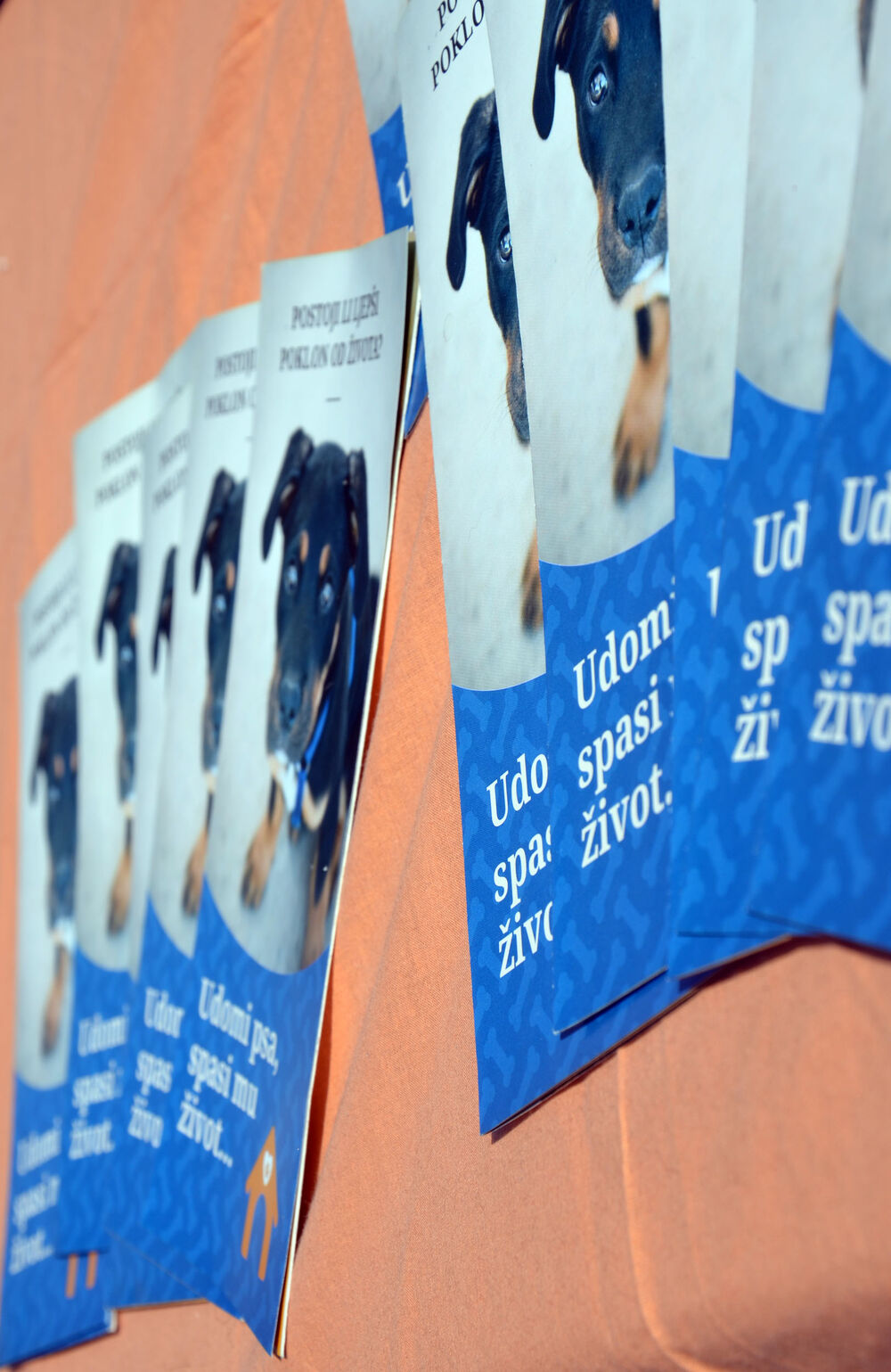 Akcija javnog udomljavanja