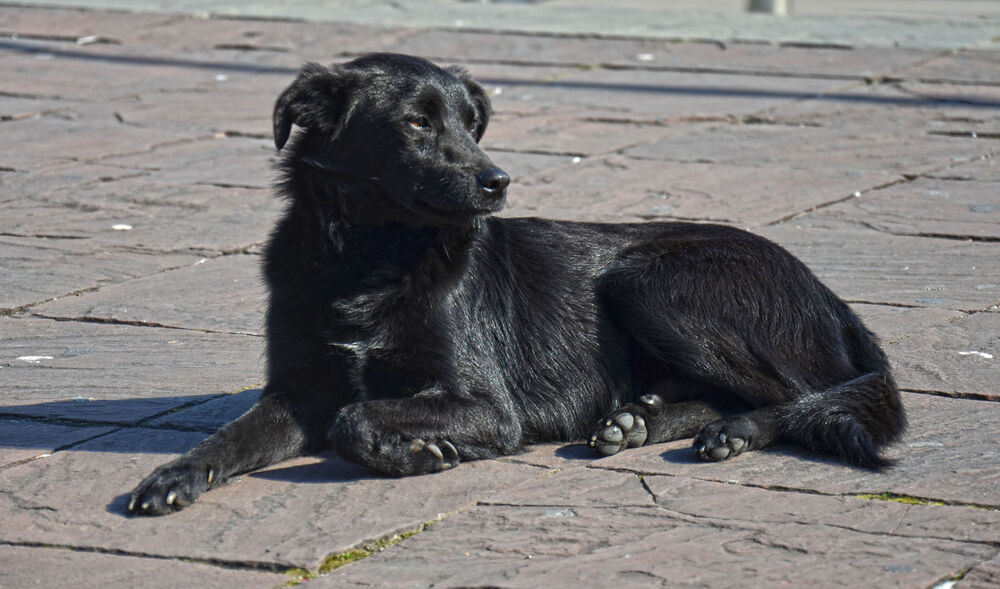 Akcija javnog udomljavanja