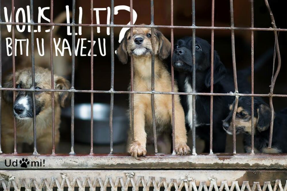 udomljavanje pasa, Foto: Spas