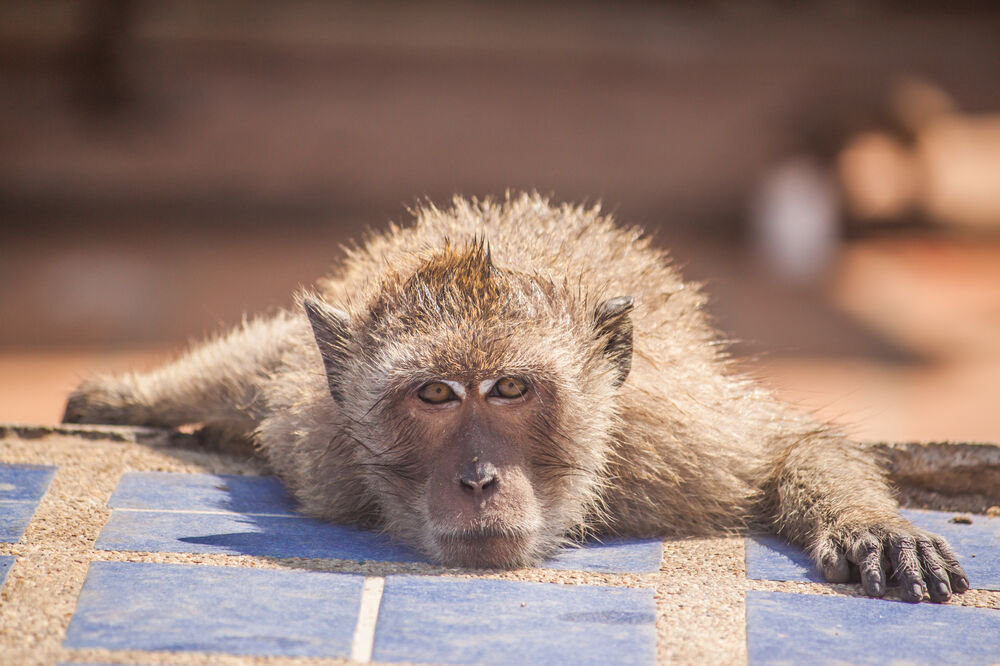majmun, Foto: Shutterstock