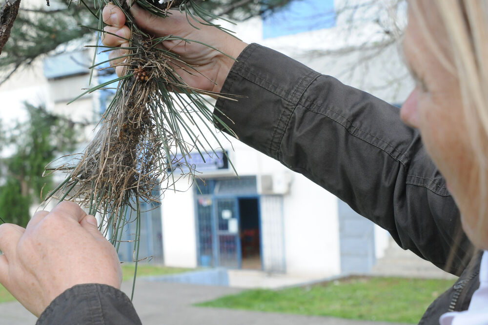 borov četnik, Foto: Luka Zeković