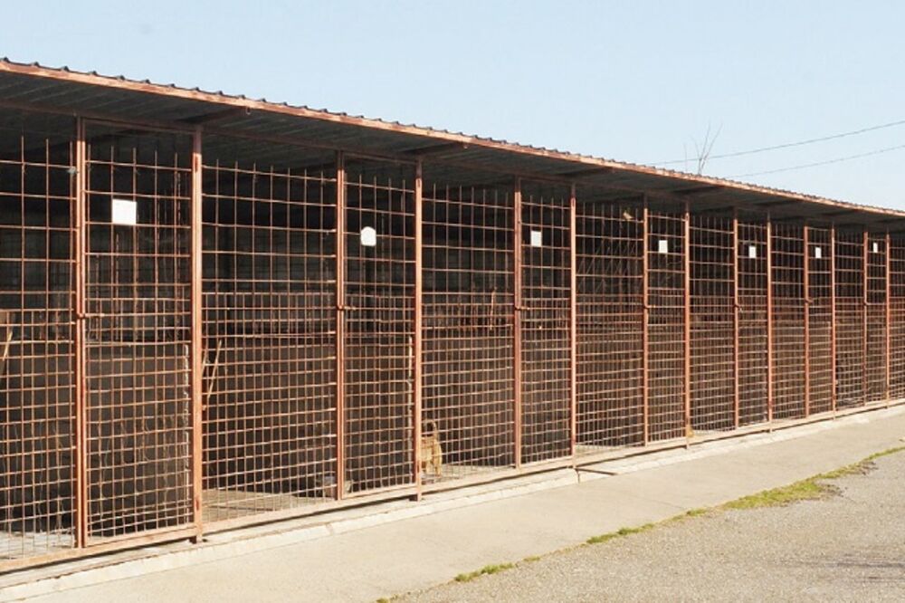 azil, Podgorica, Foto: Luka Zeković