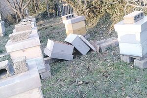 Muke mještana Čelobrda: Krave im uništavaju pčelinjake i bašte