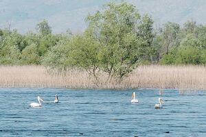 Skadarsko jezero: Odlepršalo više od 30.000 ptica