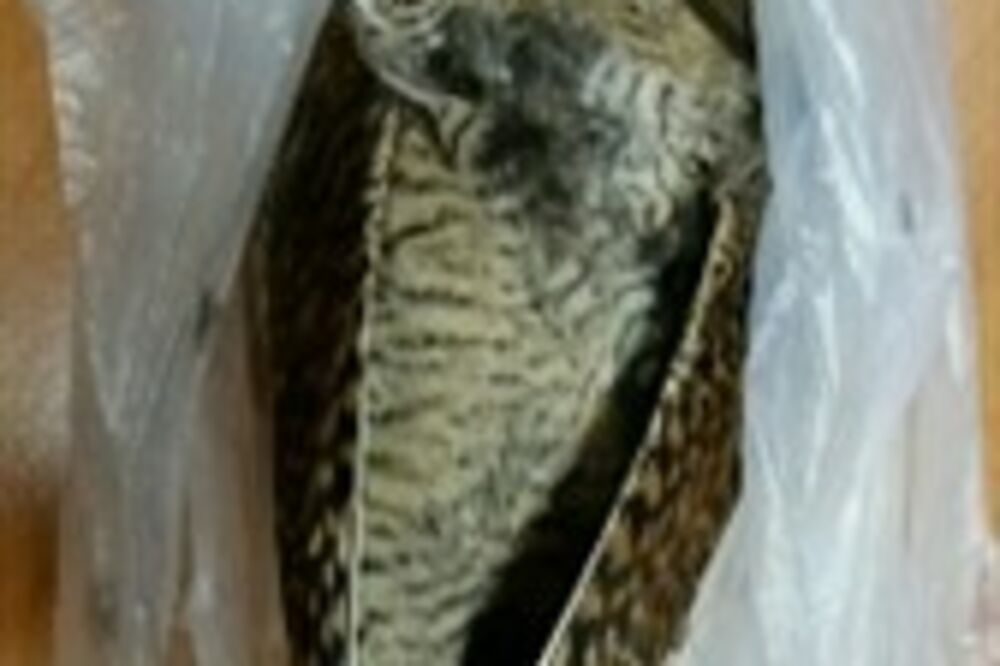 šljuka, Foto: Upravacarina.gov.me