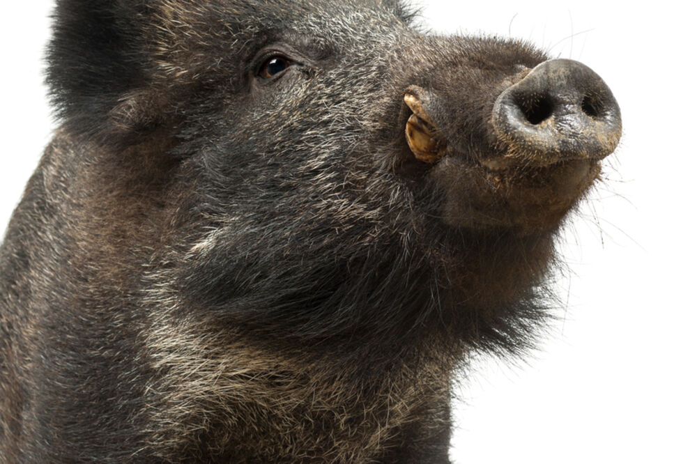 Divlja svinja, Foto: Shutterstock
