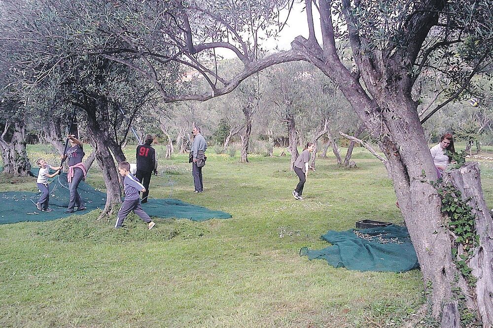 Maslinjak, Foto: Arhiva "Vijesti"