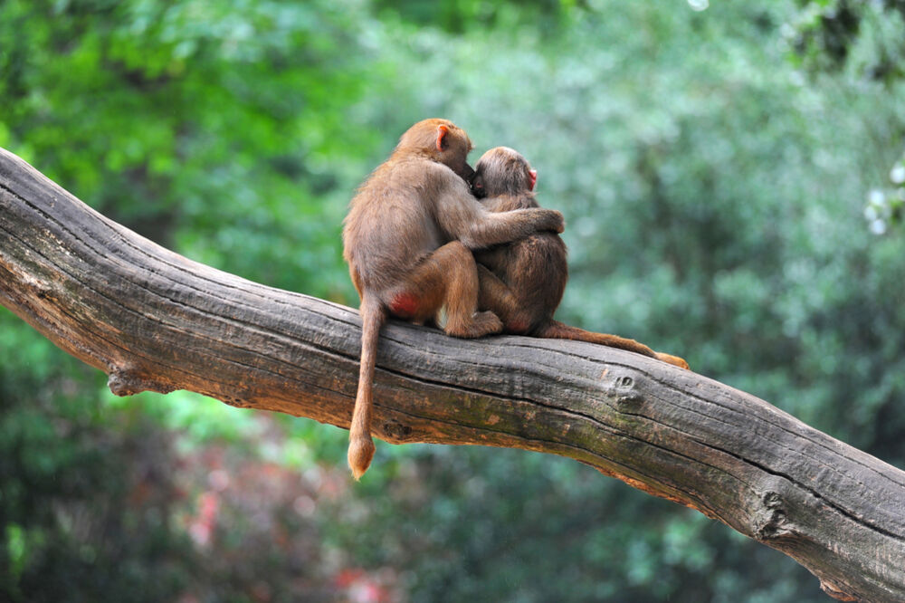 majmuni, par, Foto: Shutterstock