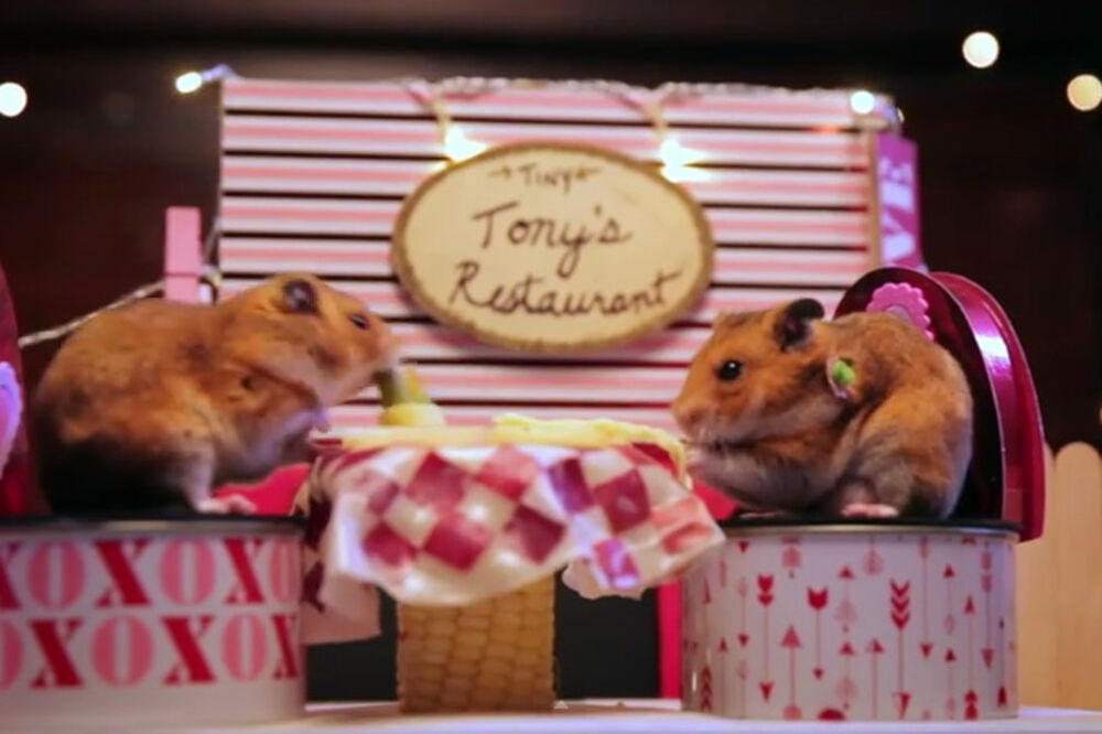 večera za hrčka, Foto: Screenshot (YouTube)