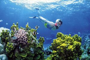 Veliki koralni greben postaje smetlište