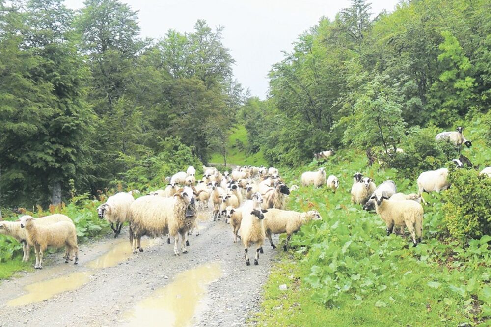 ovce, Foto: Dragana Šćepanović