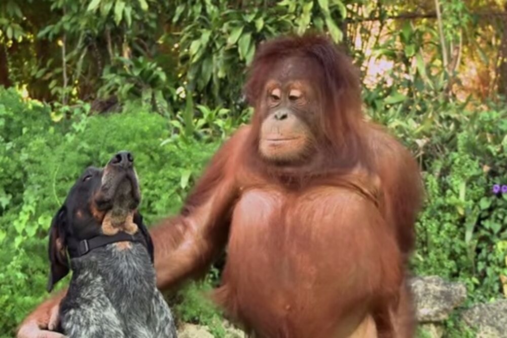 reklama, životinje, Foto: Screenshot (YouTube)