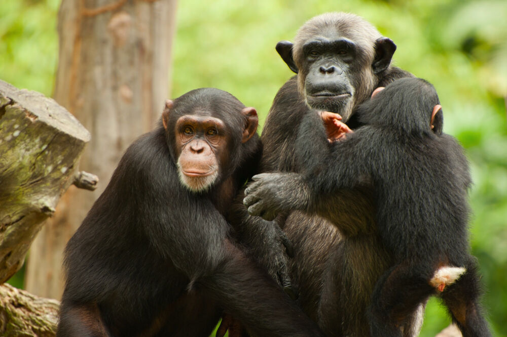 Šimpanze, Foto: Shutterstock