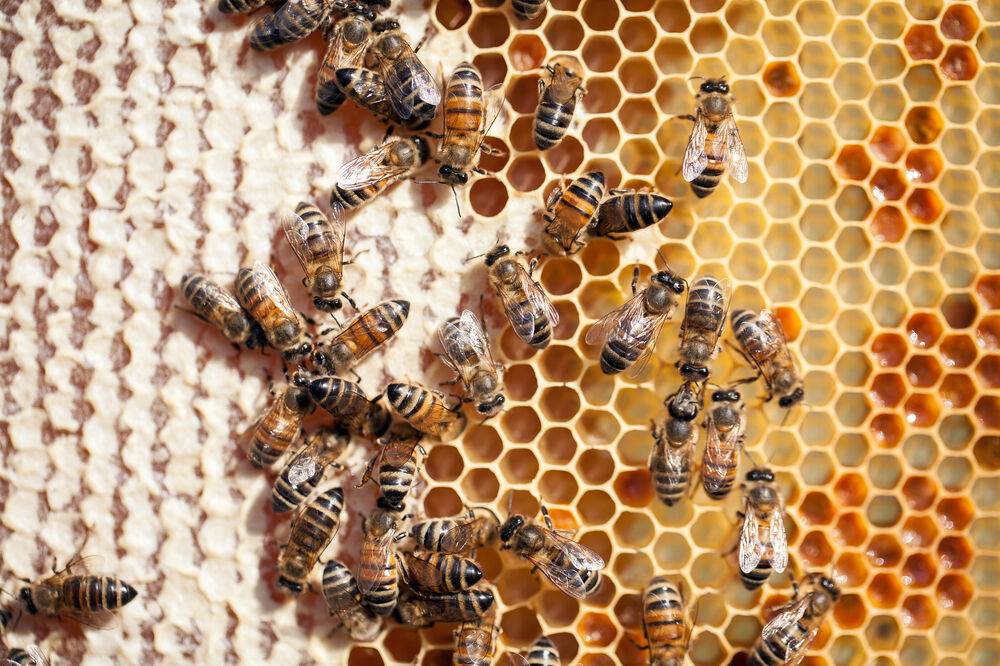 ose, pčele, Foto: Shutterstock