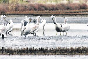 Rad na zaštiti i proučavanju ptica u Crnoj Gori
