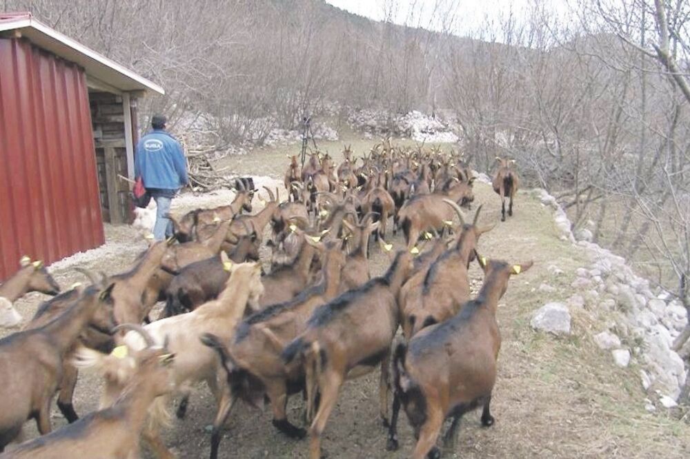 farma koza Dragan Jančić, Foto: Slavica Kosić