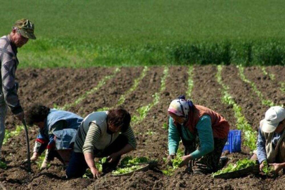 bugarska poljoprivreda, Foto: Rojters