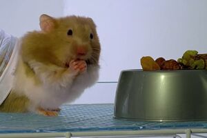 Koliko hrane hrčak moze da stavi u usta?