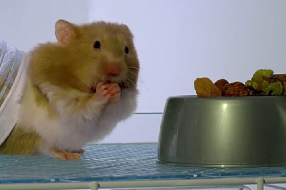 hrčak, Foto: Screenshot (YouTube)