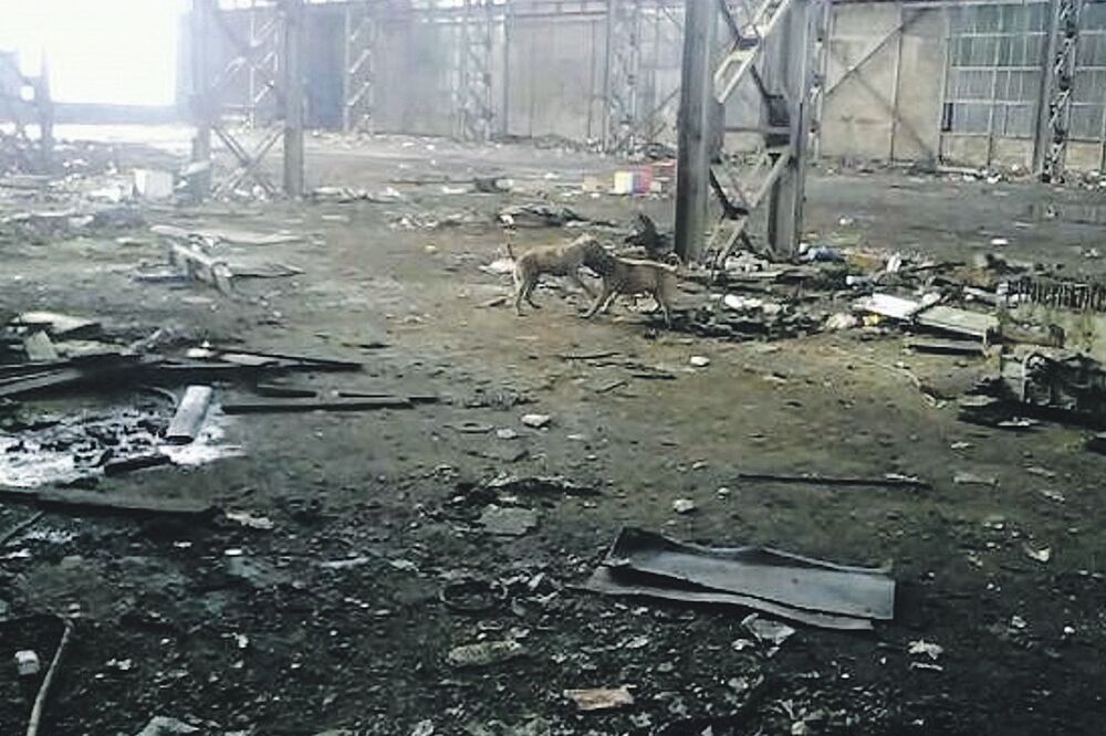 psi Radoje Dakić, Foto: Čitalac "Vijesti"