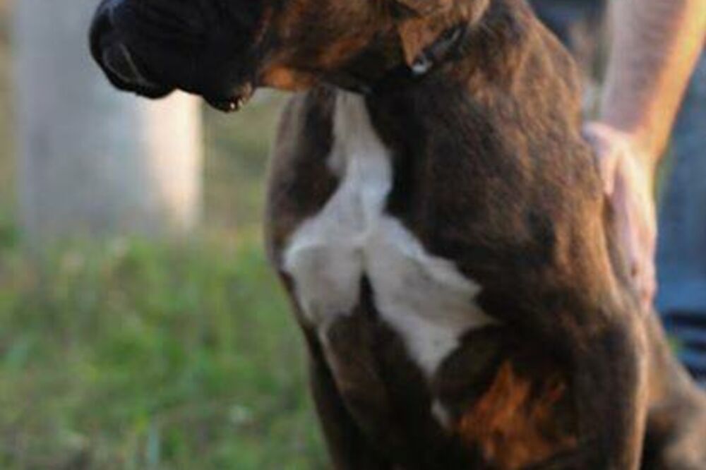 Sklonište za napuštene životinje, psi za eutanaziju, Foto: Facebook