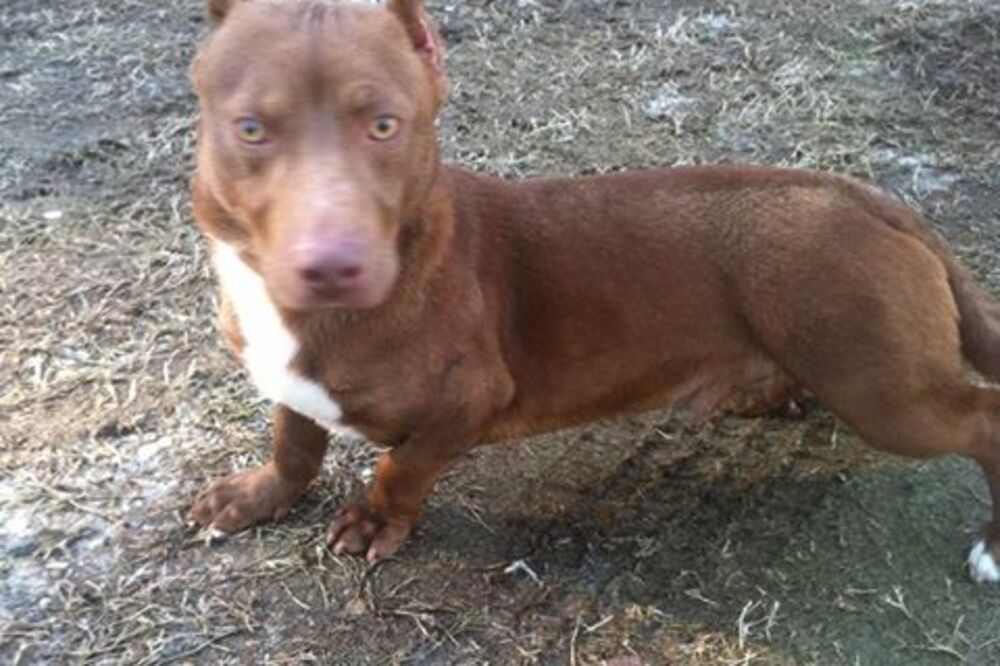 Rami, mješanac pit bula i jazavičara, Foto: Facebook