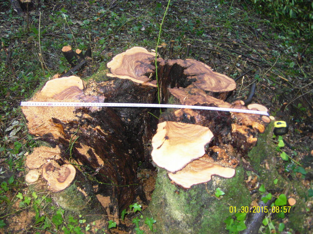 Krtole posječene masline