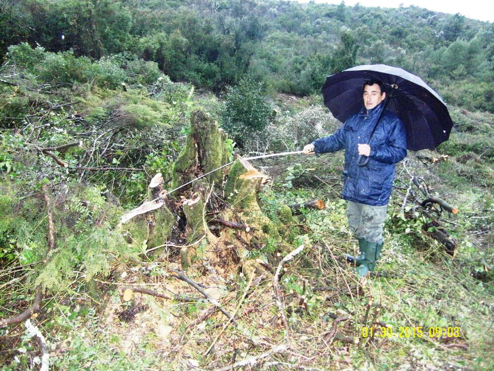 Krtole posječene masline