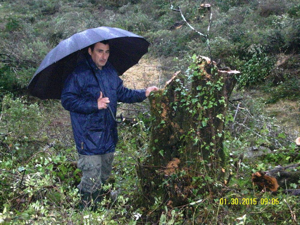 Krtole posječene masline