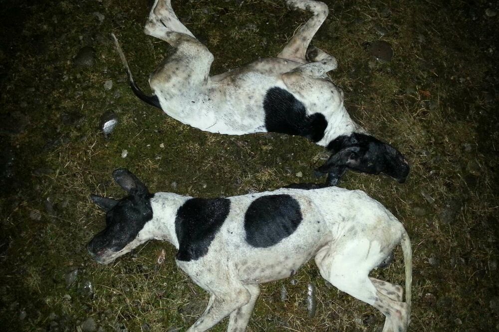 trovanje pasa Gornji Kokoti, Foto: Privatna arhiva