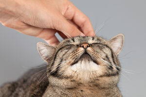 Hiljade mačaka ilegalno uvezeno u Vijetnam za jelo